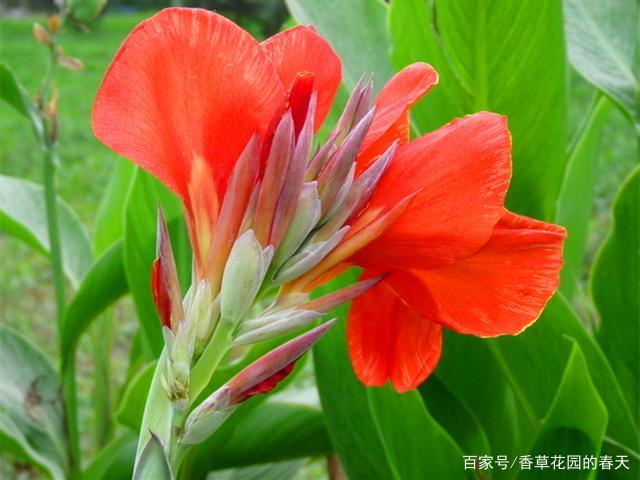 3种开花很美的球根植物 夏季养护预防好病虫害 开花才更美 百科ta说