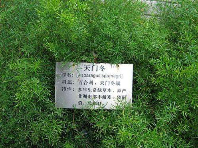 “奇能妙药”天门冬_百科TA说
