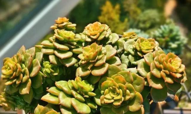 蜡牡丹 景天科多肉植物 怎么养护容易出状态 长爆头 百科ta说