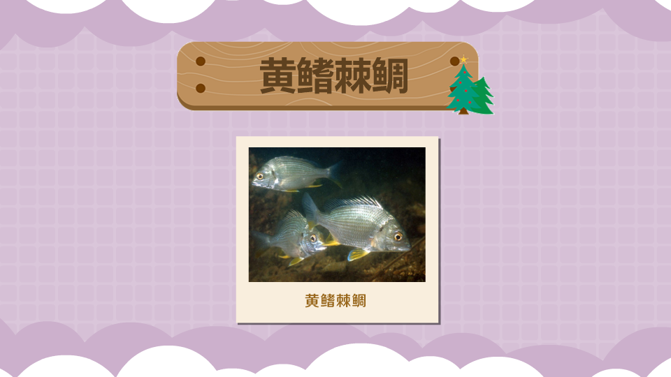 黄鳍棘鲷:肉质鲜美的优质鱼类