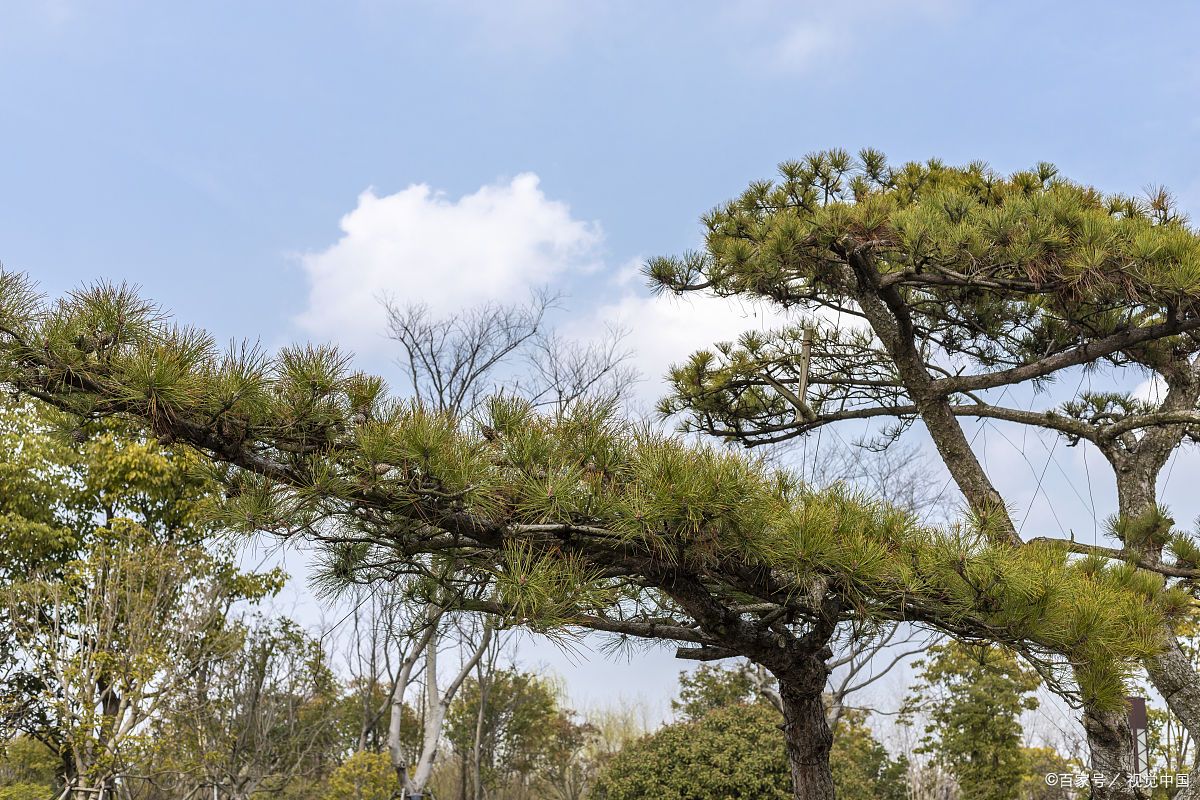 这4种树整株带香味，家里养一棵，四季“飘香”，不生虫_百科TA说