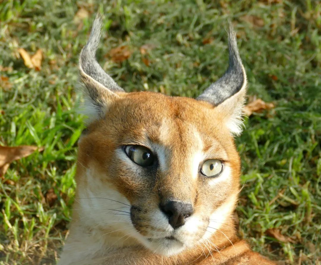 三角耳的狞猫，猛汉子的少女心_百科TA说
