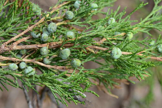 大果圆柏阿扎镇群体