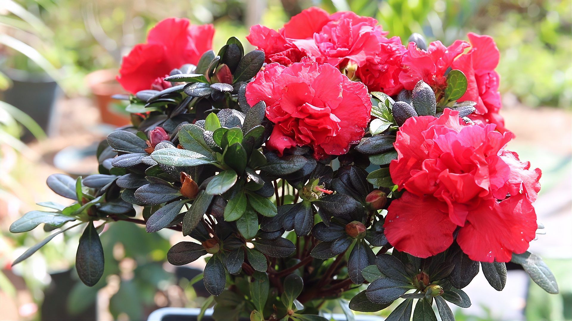 杜鹃花属 百度百科