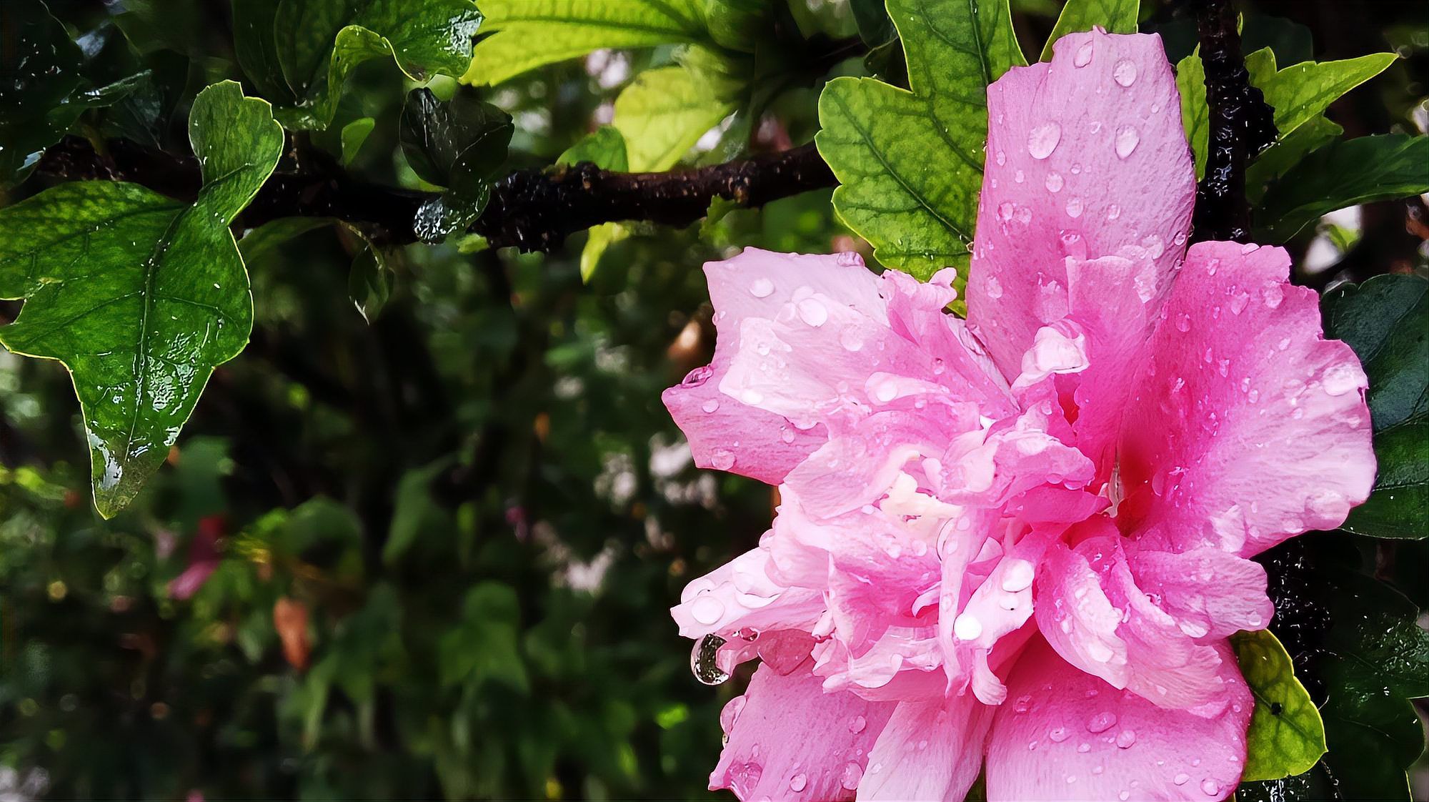 牡丹木槿 百度百科