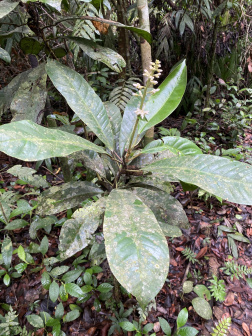 Conchocarpus ucayalinus_百度百科