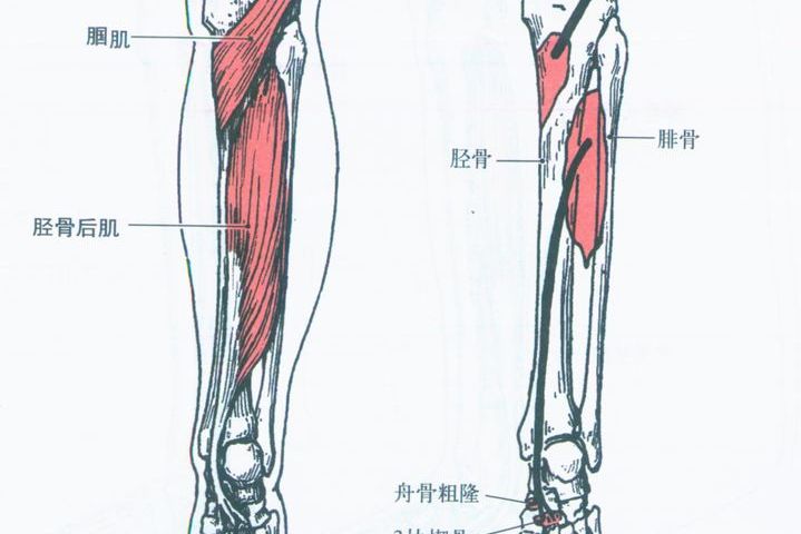  p>迎面骨又称小腿骨,人体解剖结构名,包括胫骨和腓骨. /p>
