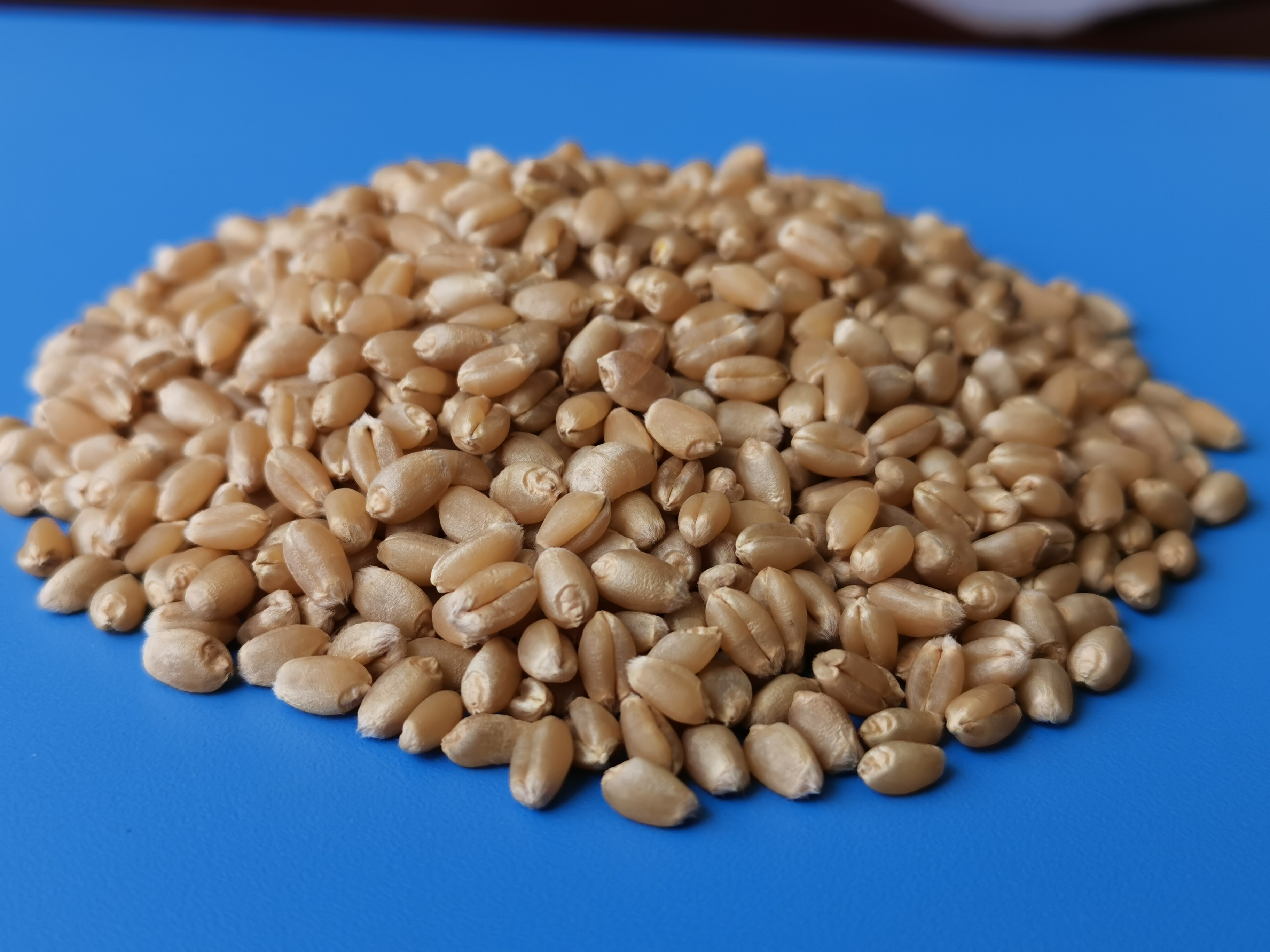 href="/item/小麦/10237" data-lemmaid="10237">小麦 /a>品种