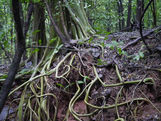 Ficus amplissima_百度百科