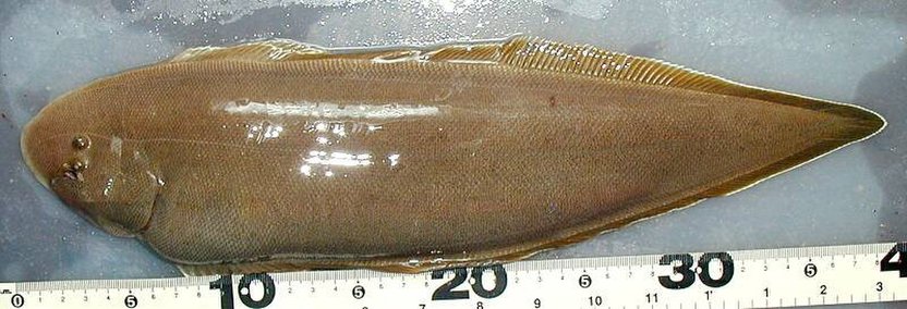  p>短吻三线舌鳎是舌鳎科舌鳎属动物, /p>