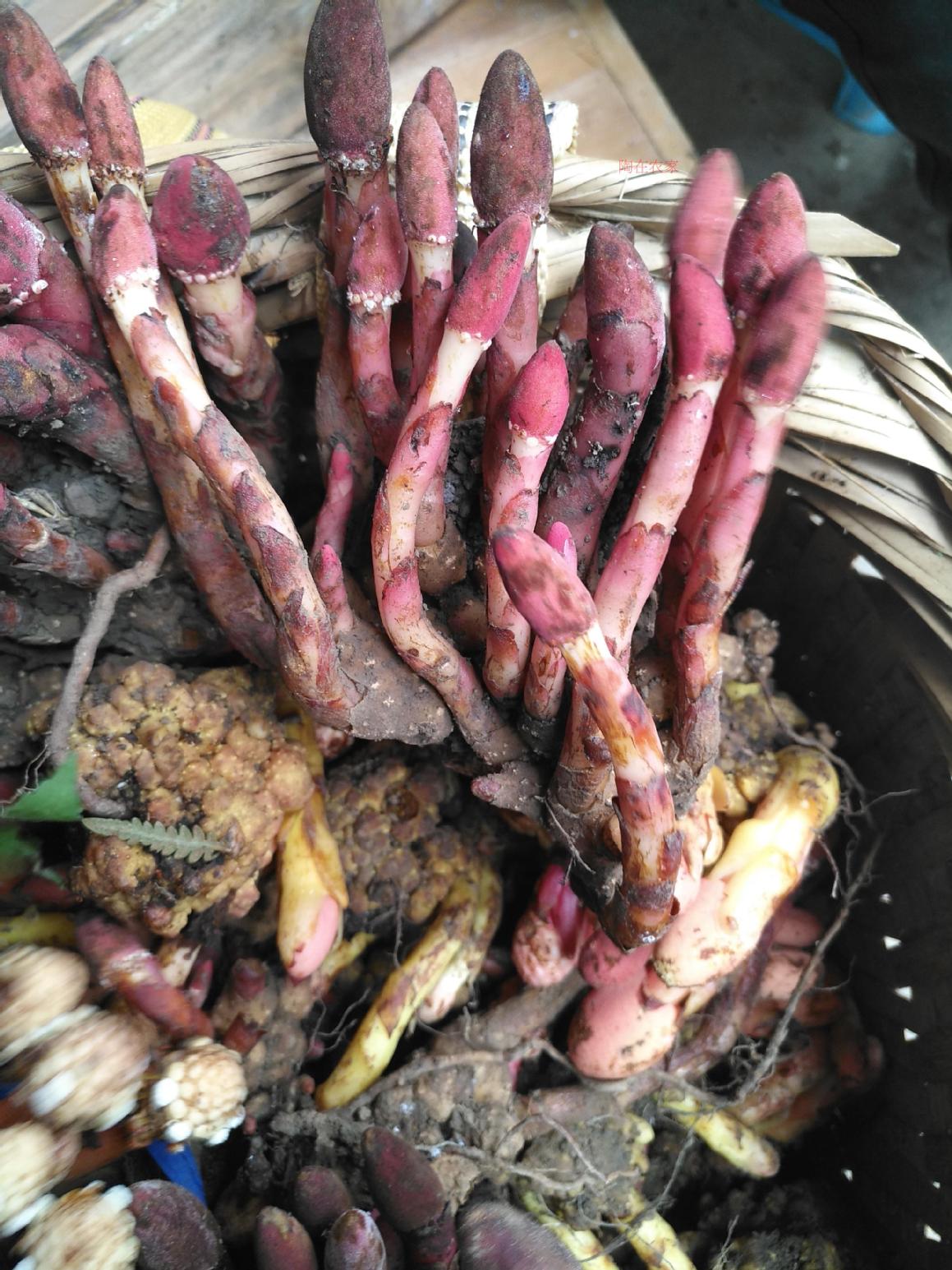  p> b>红冬蛇菰 /b>(学名: i>balanophora harlandii /i>)是蛇菰科 a