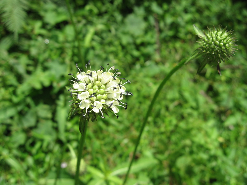  p>伊尔金斯克匙叶是一种匙叶属植物. /p>