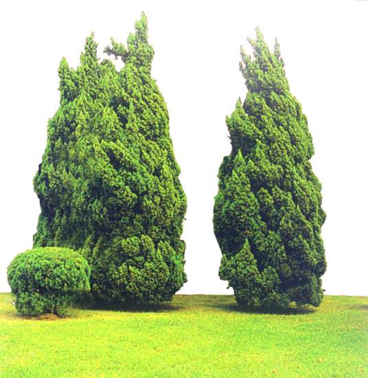 松柏（松柏纲松柏目植物）_百度百科