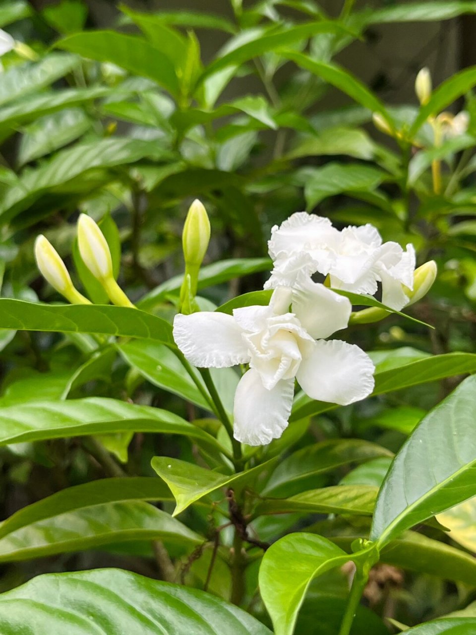 狗牙花风水适合在家里养吗为什么在线