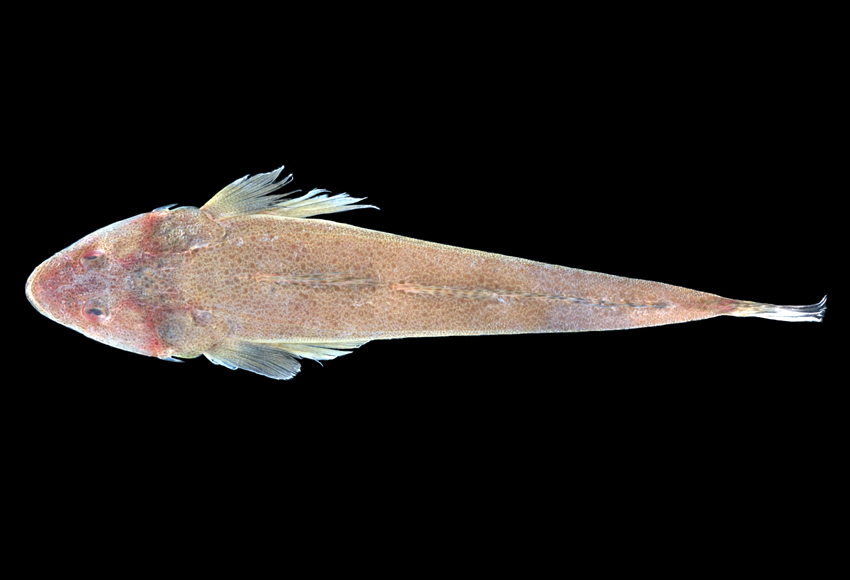  p>鲬(学名: i>platycephalus indicus /i>)是鲬科,鲬属鱼类.