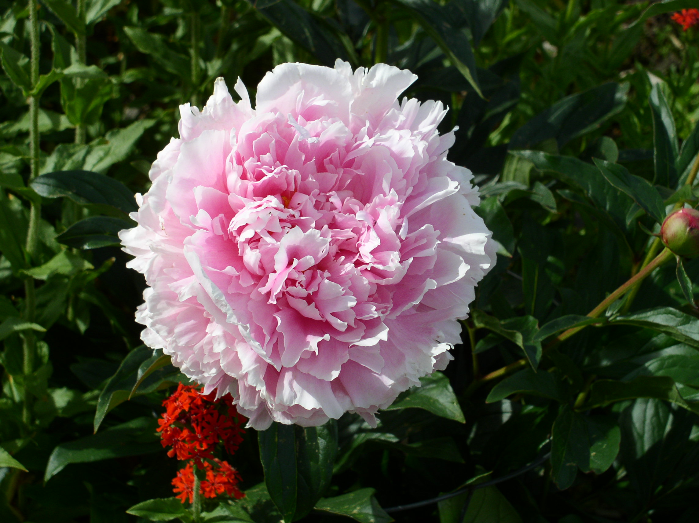  p>芍药(学名: i>paeonia lactiflora /i> pall.