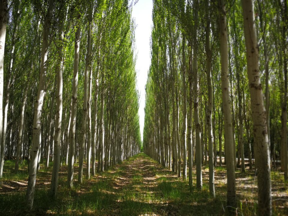 杨树图片(杨树图片真实)