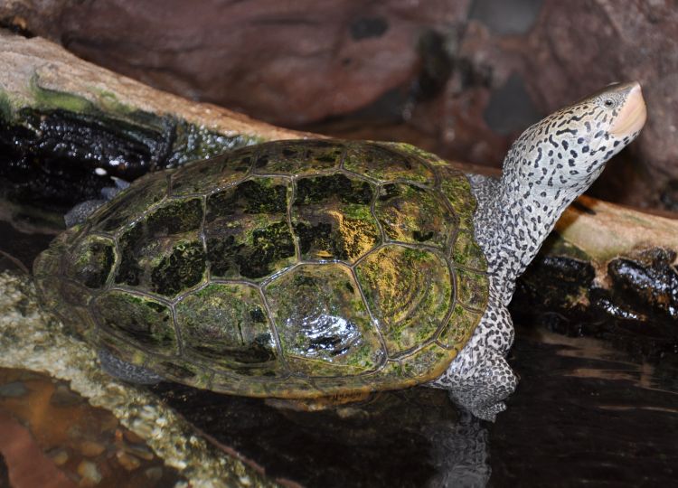  p>钻纹龟(学名: i>malaclemys terrapin /i>)是龟科,钻纹龟属动物.