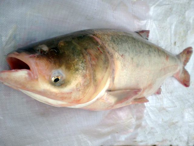 华容大湖胖头鱼