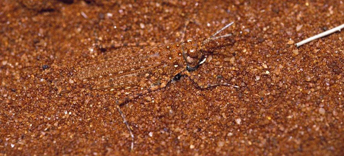  p data-id="gnx71uzzqf">沙蚤(sand flea),亦称沙跳虾(sand hopper)