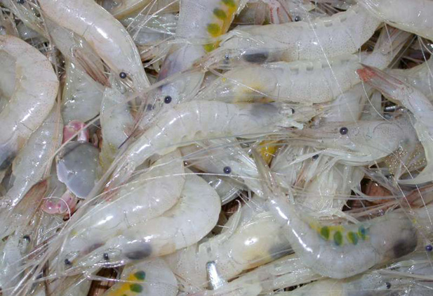 巢湖白虾