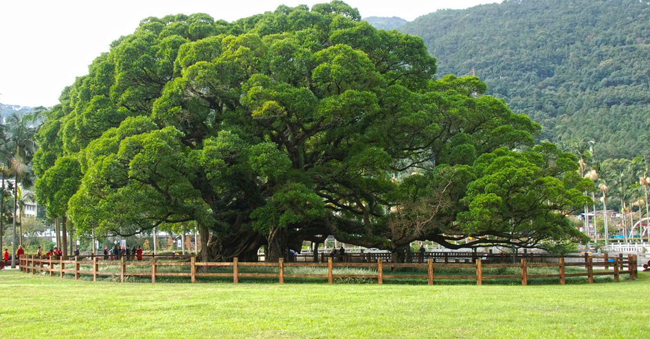  p data-id="gnwiqjls4v">福州大榕树,又称中国榕树王,位于福建省福州