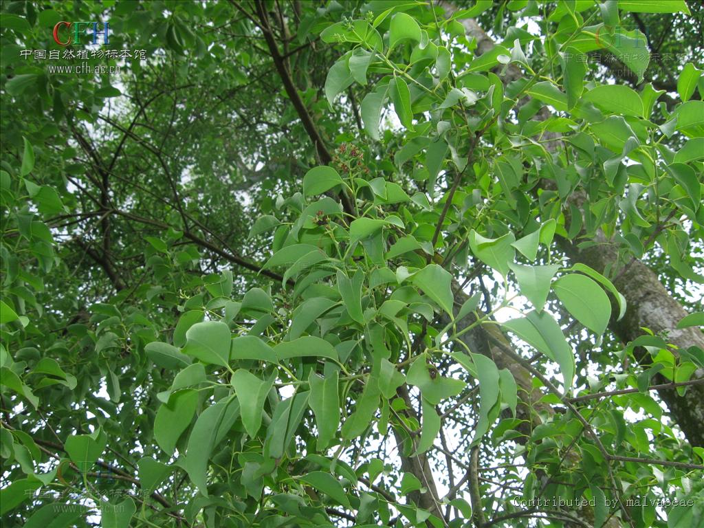  p>半寄生小乔木.