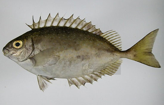  p data-id="go03pe72of">泥猛又名褐篮子鱼,俗名:篮子鱼,泥猛, a