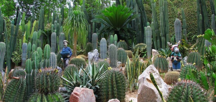 中山仙人掌大峡谷