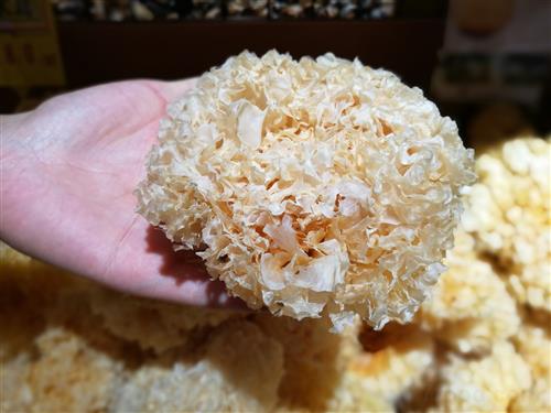  p>银耳是担子菌门,银耳纲,银耳目,银耳科,银耳属真菌的子实体,又称作