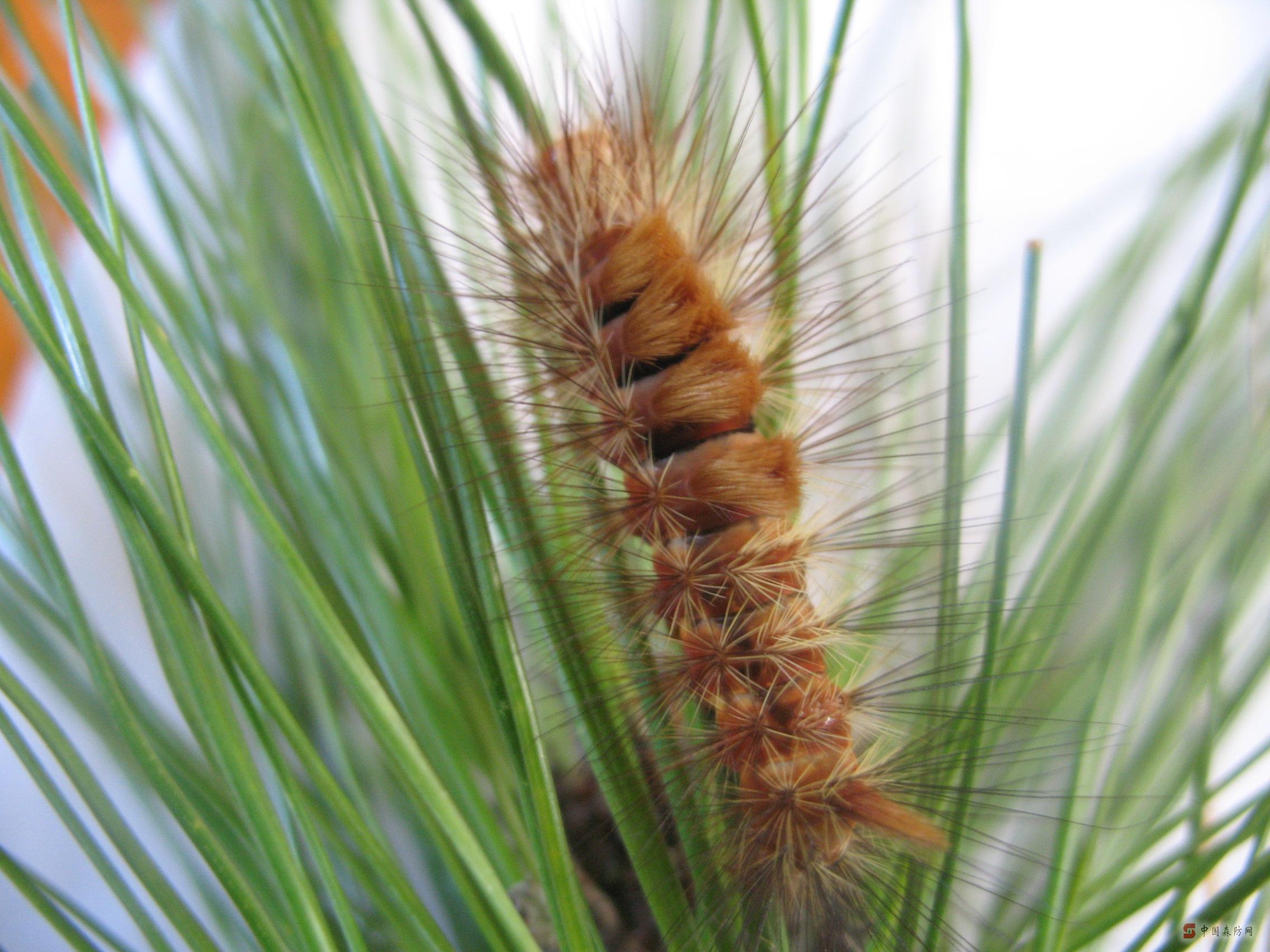 dendrolimushouilajonquiere