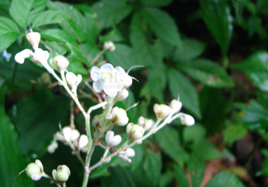  p>川杜若腊叶标本,该标本采集自重庆金佛山国家级自然保护区,采集