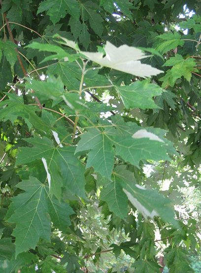  p>银白槭(学名:  i> i>acer /i>  i>saccharinum /i> /i> l.