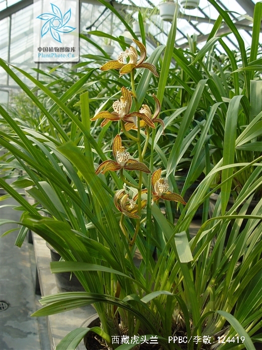  p>西藏虎头兰(学名: i>cymbidium tracyanum /i>  l.