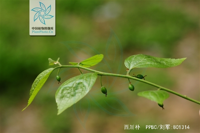 是榆科朴属植物,落叶乔木,高达20米,树皮灰色至褐灰色;当年生小枝,叶