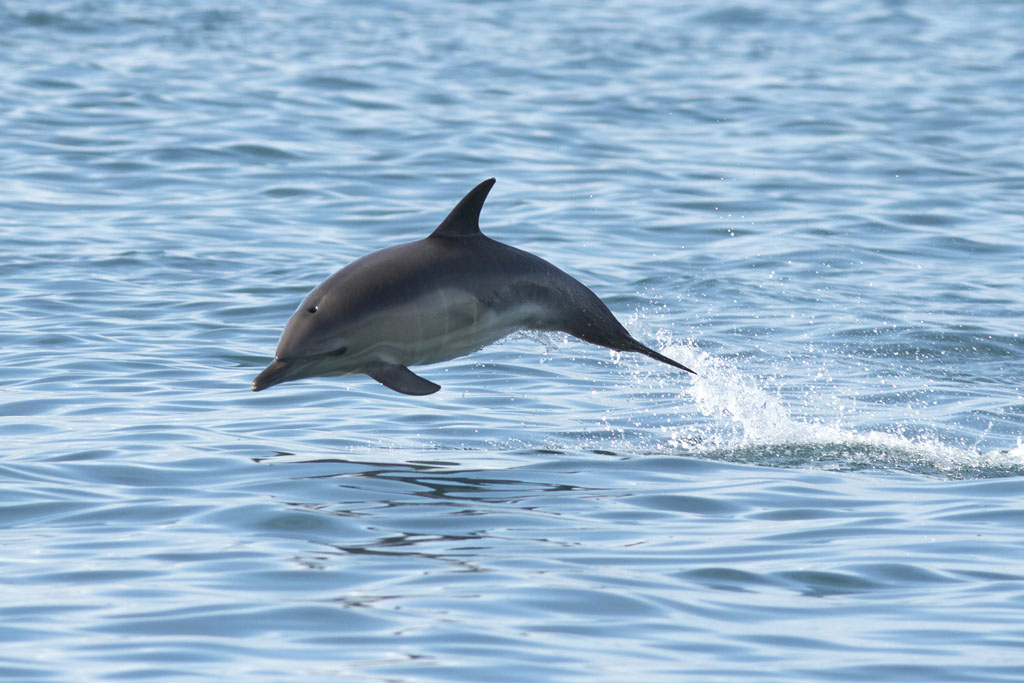 短吻真海豚