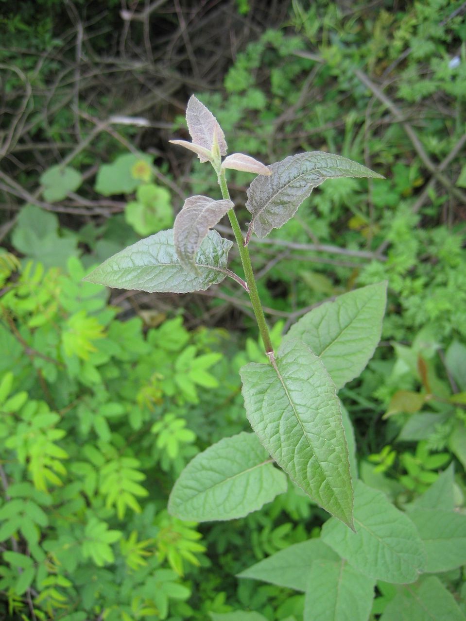  p>钝叶千里光(senecio obtusatus wall. ex dc.