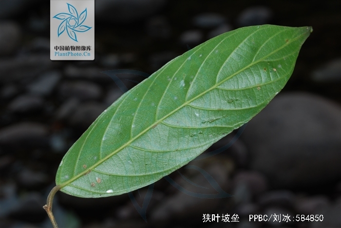  p>狭叶坡垒(学名: i>hopea chinensis /i> hand.-mazz.