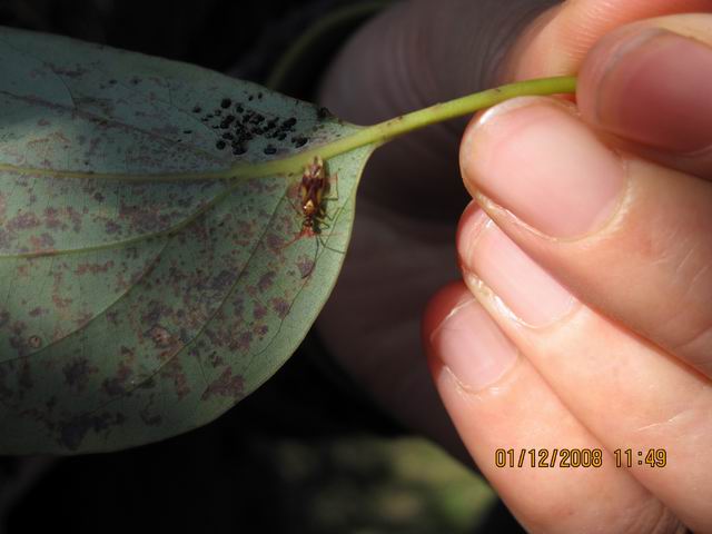 ">半翅目 /a>, a target="_blank" href="/item/网蝽科/6259236" data