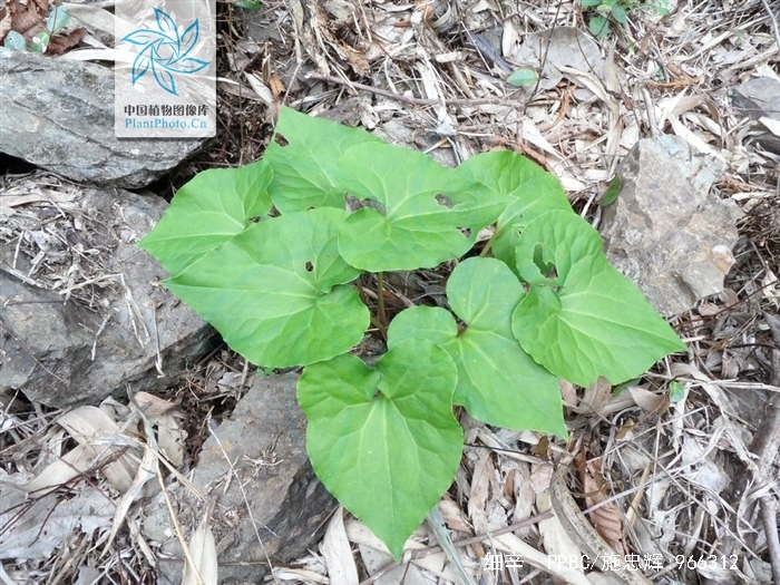  p>细辛,别名:华细辛,盆草细辛,拉丁文名:asarum sieboldii miq.