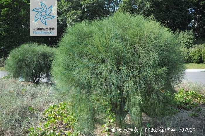  p>细枝木麻黄(学名: i>casuarina cunninghamiana  /i>miq.