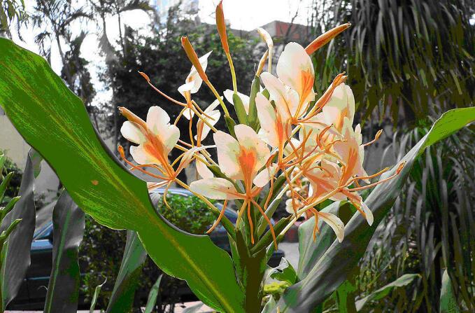  p>穗花韭,植株高5-25(-60)厘米,外形很象葱韭一类植物,也有葱蒜味,但