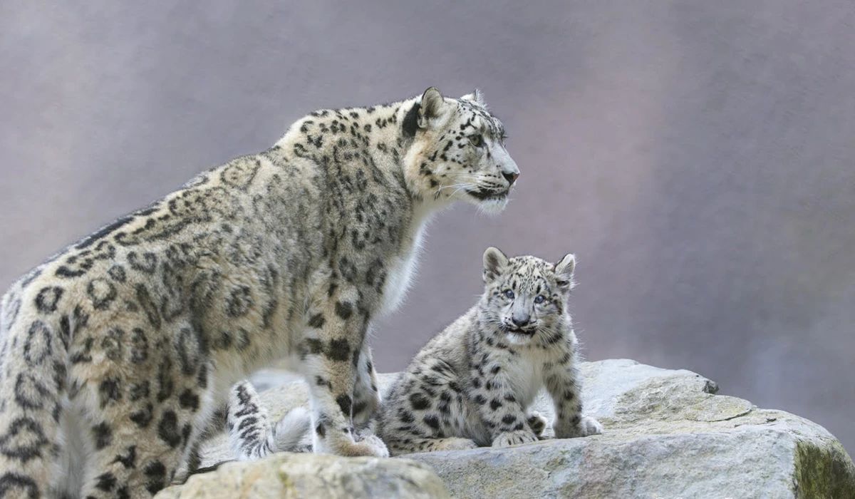 浅谈雪山上的生灵：雪豹的历史变迁与生存挑战_百科TA说