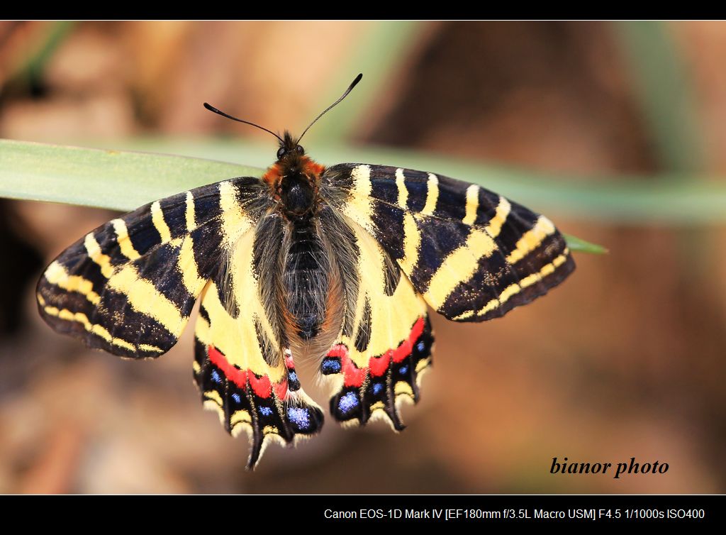  p>太白虎凤蝶学名:luehdorfia taibai)是鳞翅目 a href="#">凤蝶科 