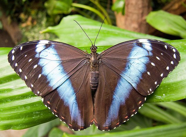 blue-banded morpho