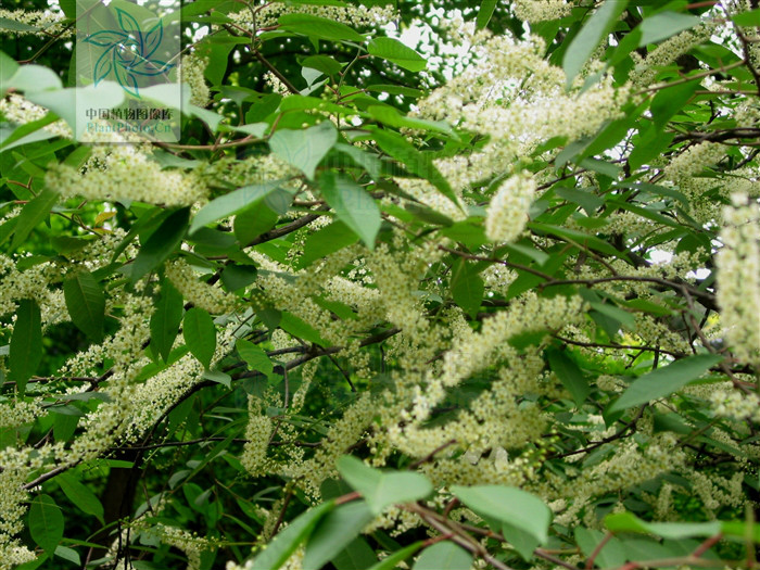  p>橉木,是 a data-lemmaid="1349839">稠李属