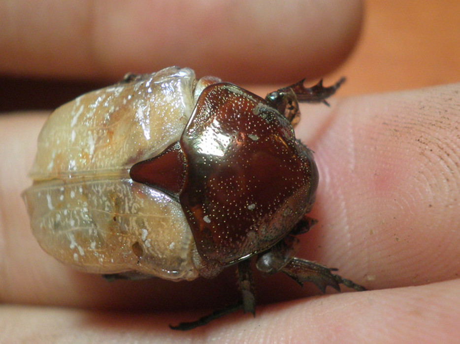  p>白星花金龟是一种常见的 a href="#" data-lemmaid="1535103">鞘翅