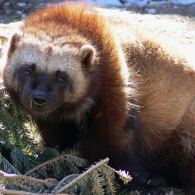  p>貂熊,学名: i>gulo gulo /i>(linnaeus,1758),属于 a target="