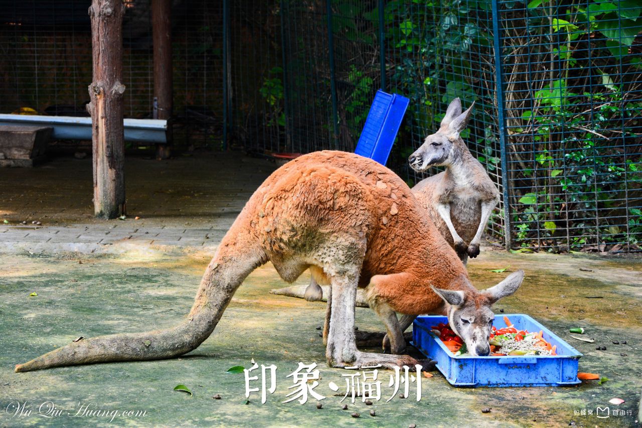  p>福州动物园位于福州市 a target="_blank" href="/item/晋安区