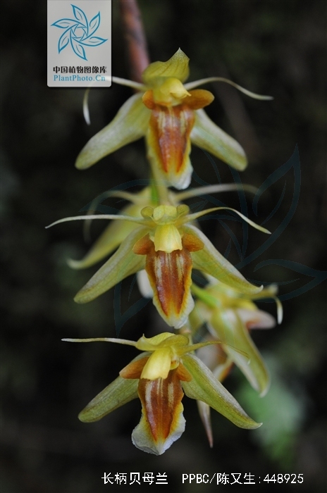  p>长柄贝母兰(学名: i>coelogyne longipes /i>  lindl.